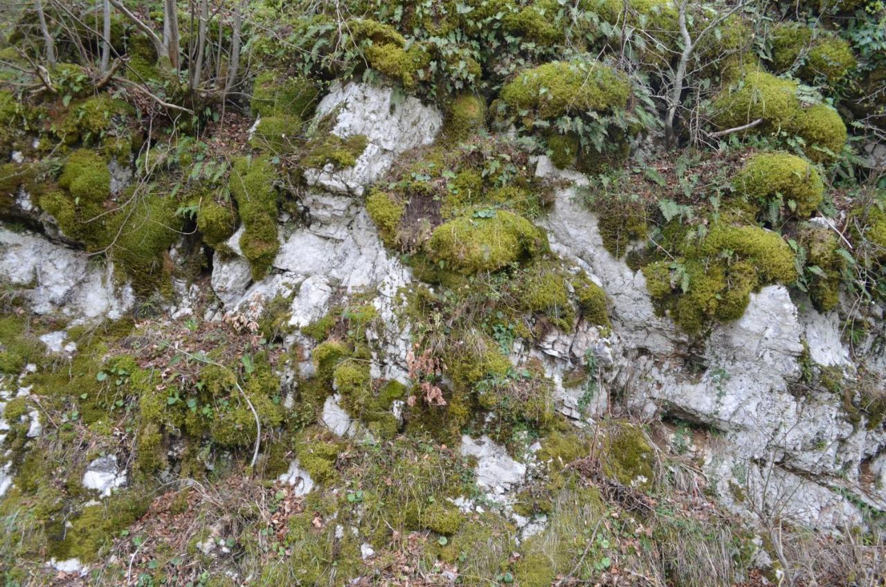 Apartma Nika Planina  Extérieur photo