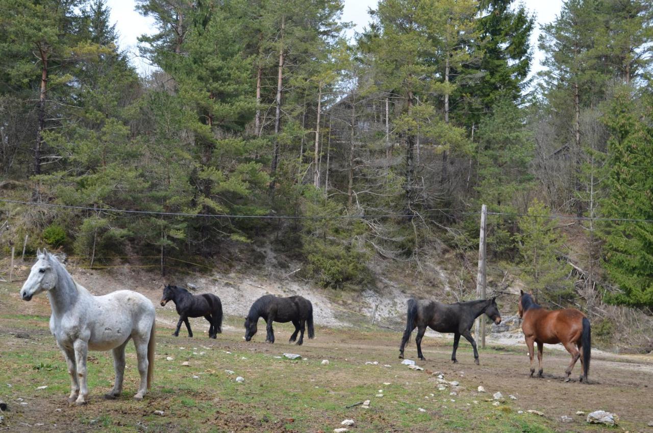 Apartma Nika Planina  Extérieur photo